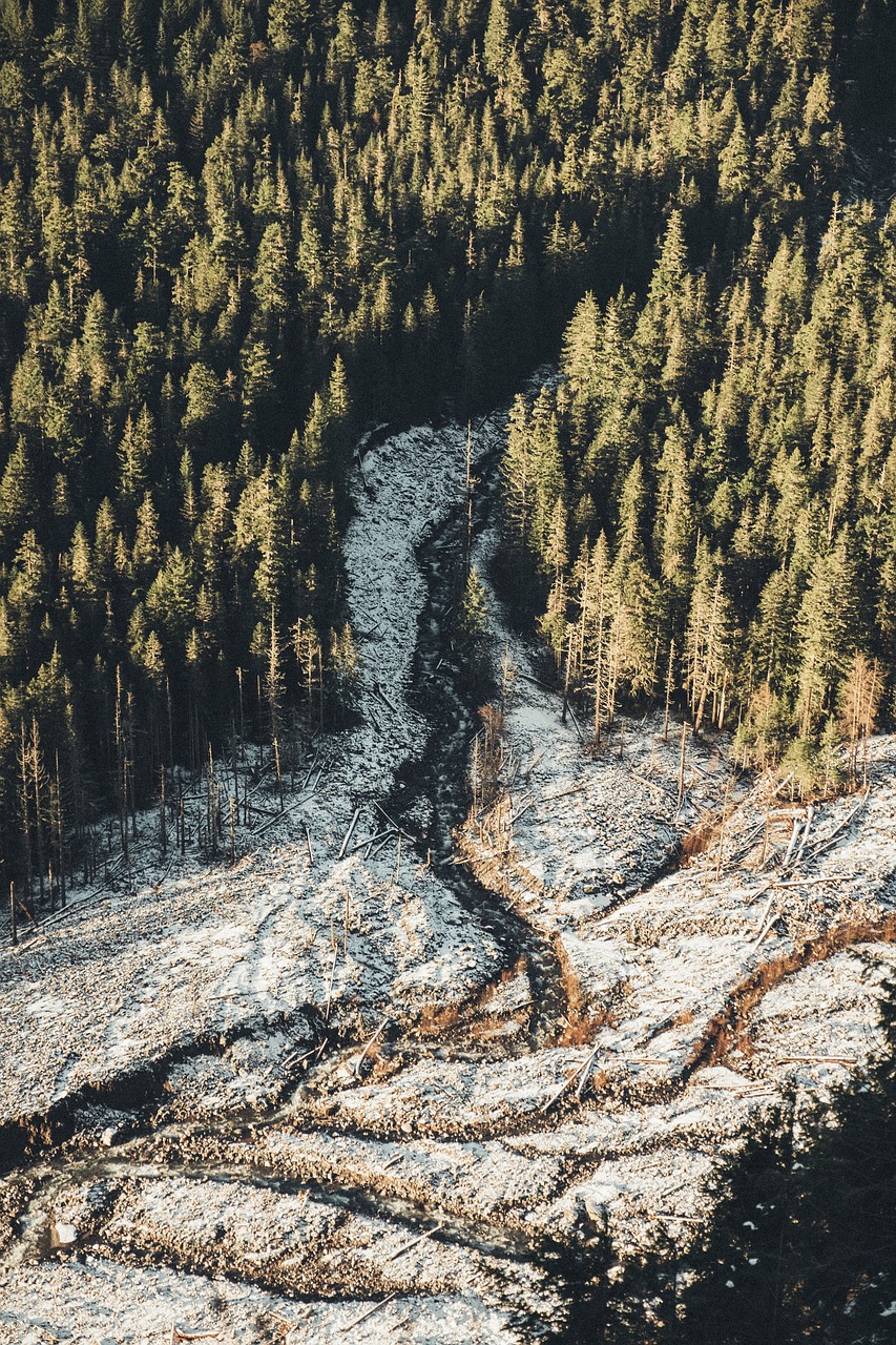 Image - nature forests trees pine road