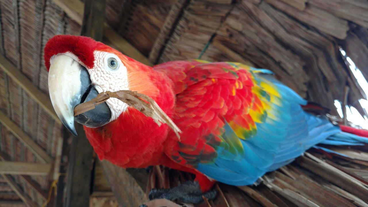 Image - ave macaw bird animal exotic bird