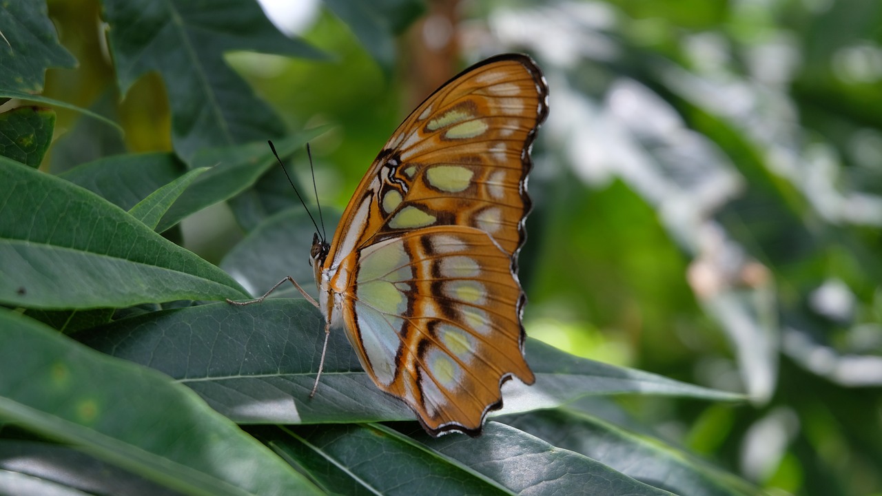 Image - butterfly sanctuary nicaragua