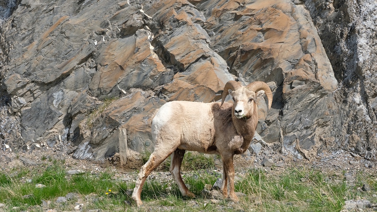 Image - sheep canada road trip