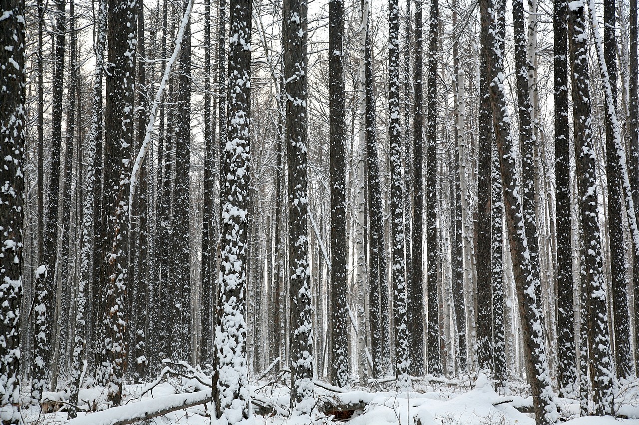 Image - forest trees pine larch trunks