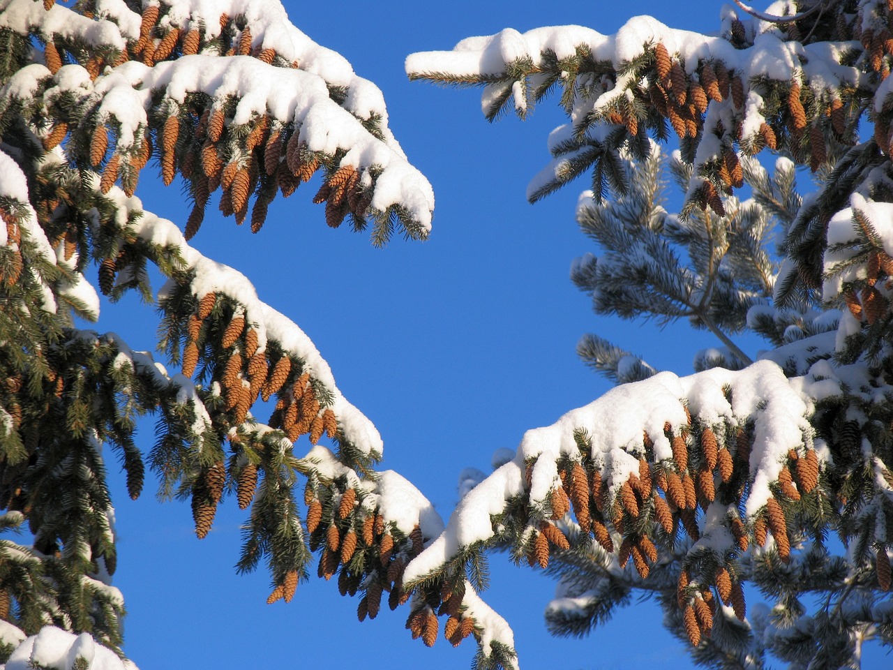 Image - larch pine spruce tree conifer