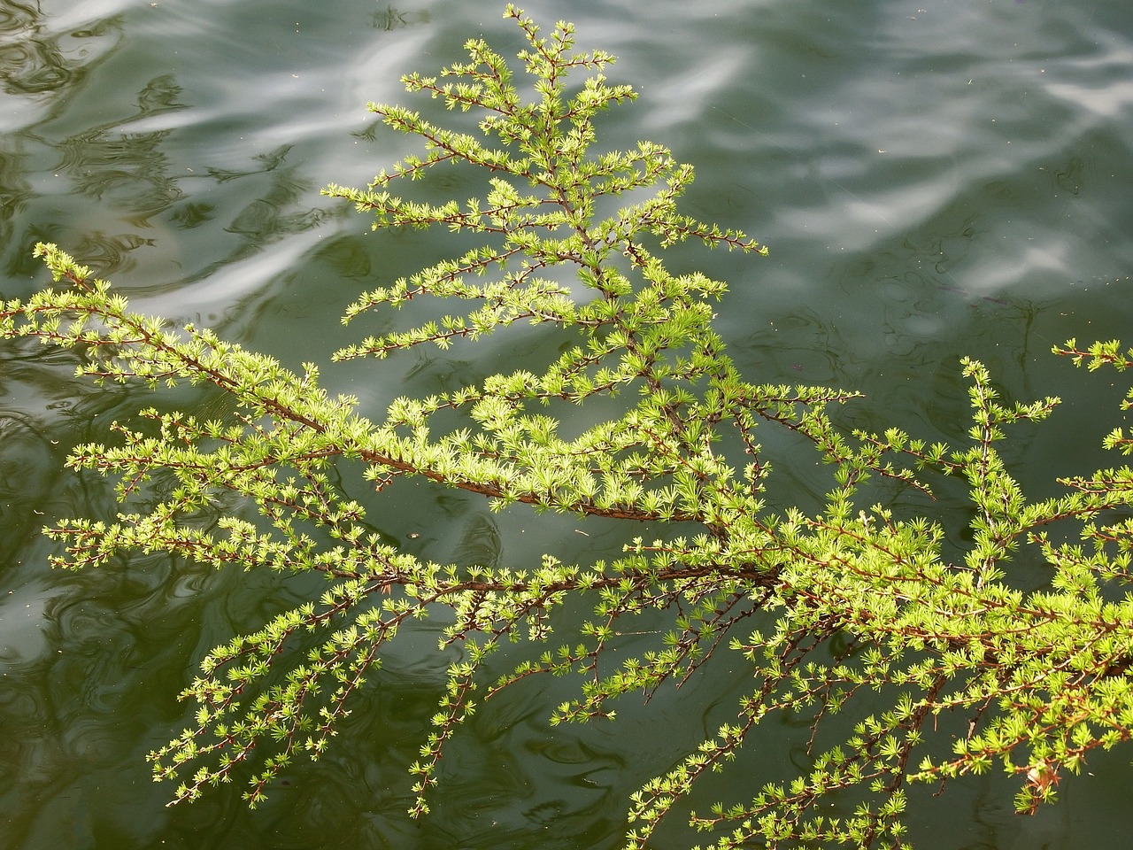 Image - larch pine spruce tree conifer