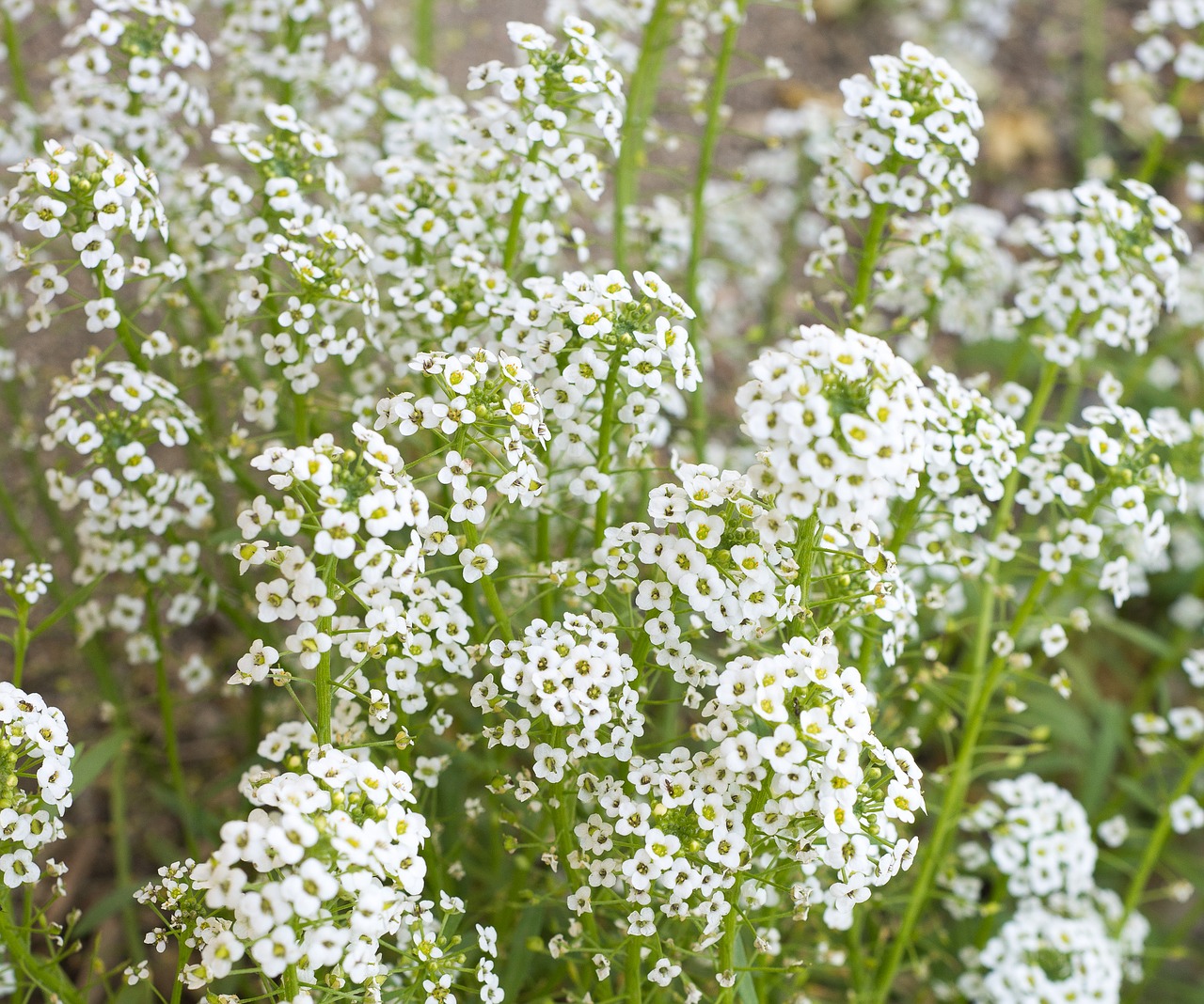 Image - baby s breath flowers white breath