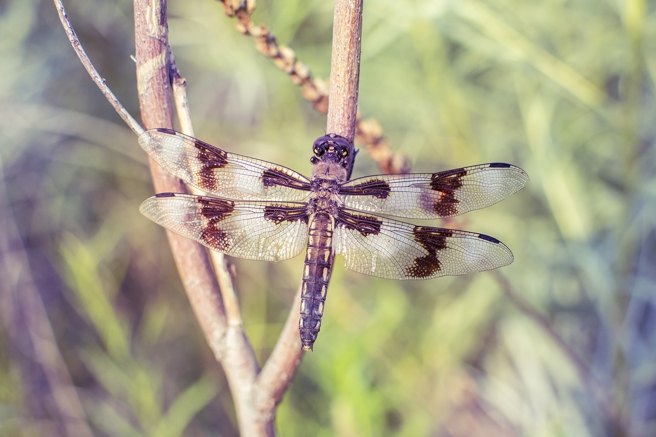 Image - dragonfly perch dragon fly insect