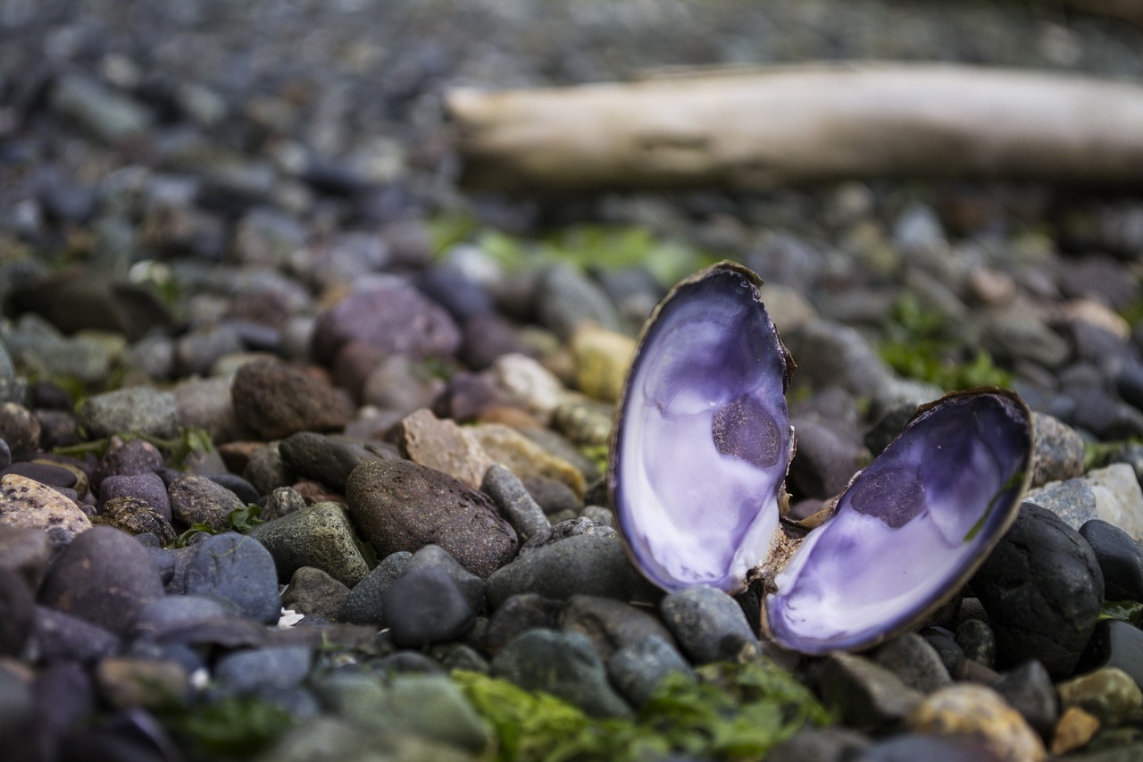 Image - mussel ocean pacific rocks rocky