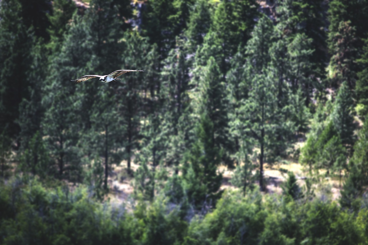 Image - bird osprey raptor prey nature