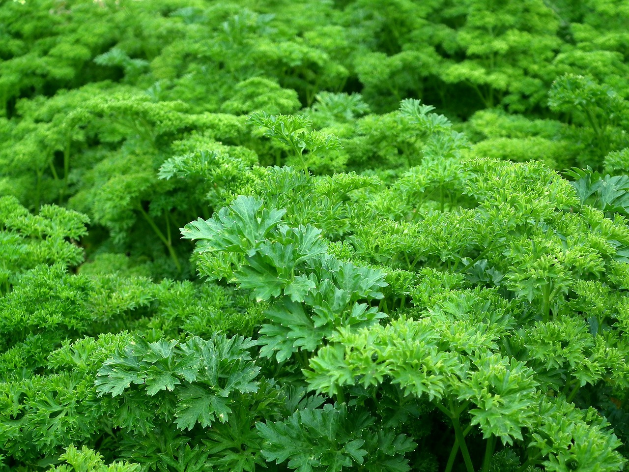 Image - parsley seasoning greens salad