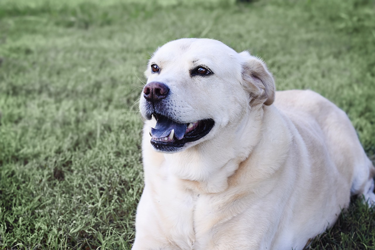 Image - dog labrador chow pet retriever