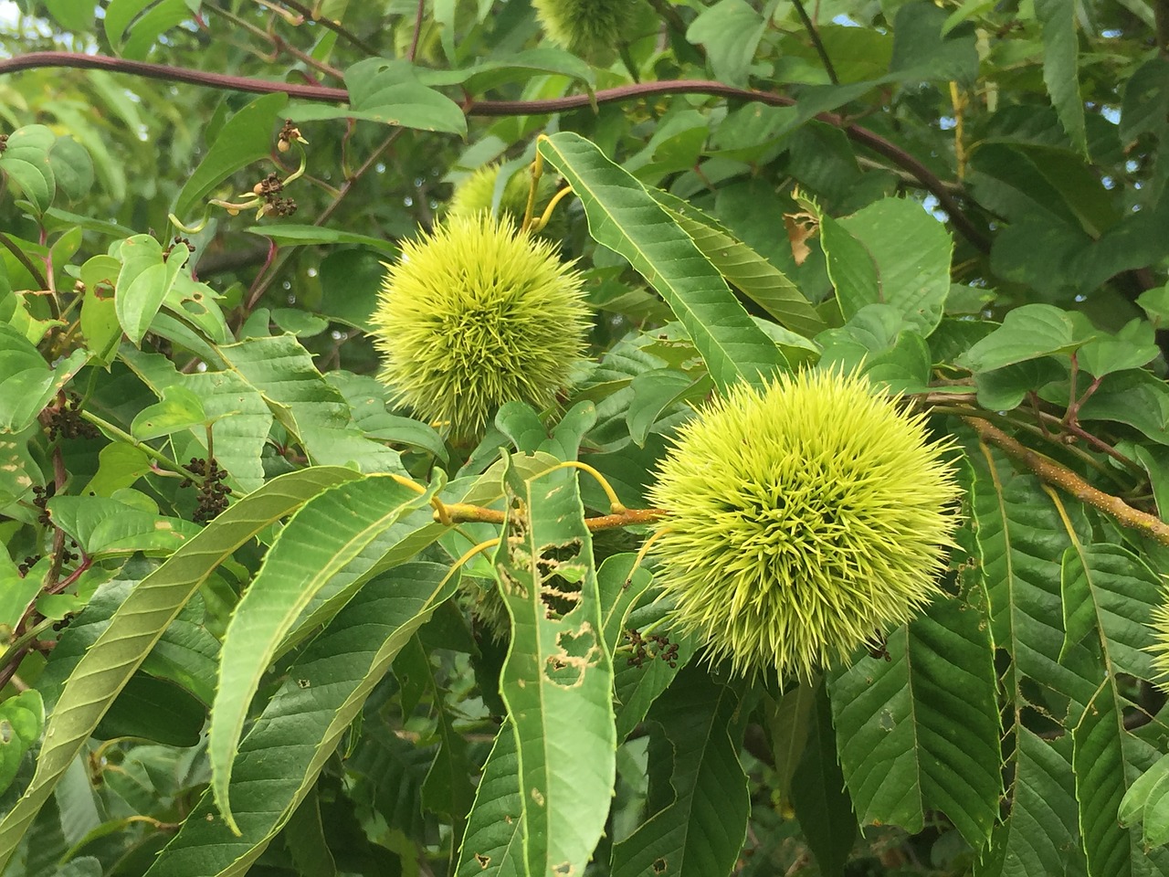 Image - chestnut blue chestnut marron