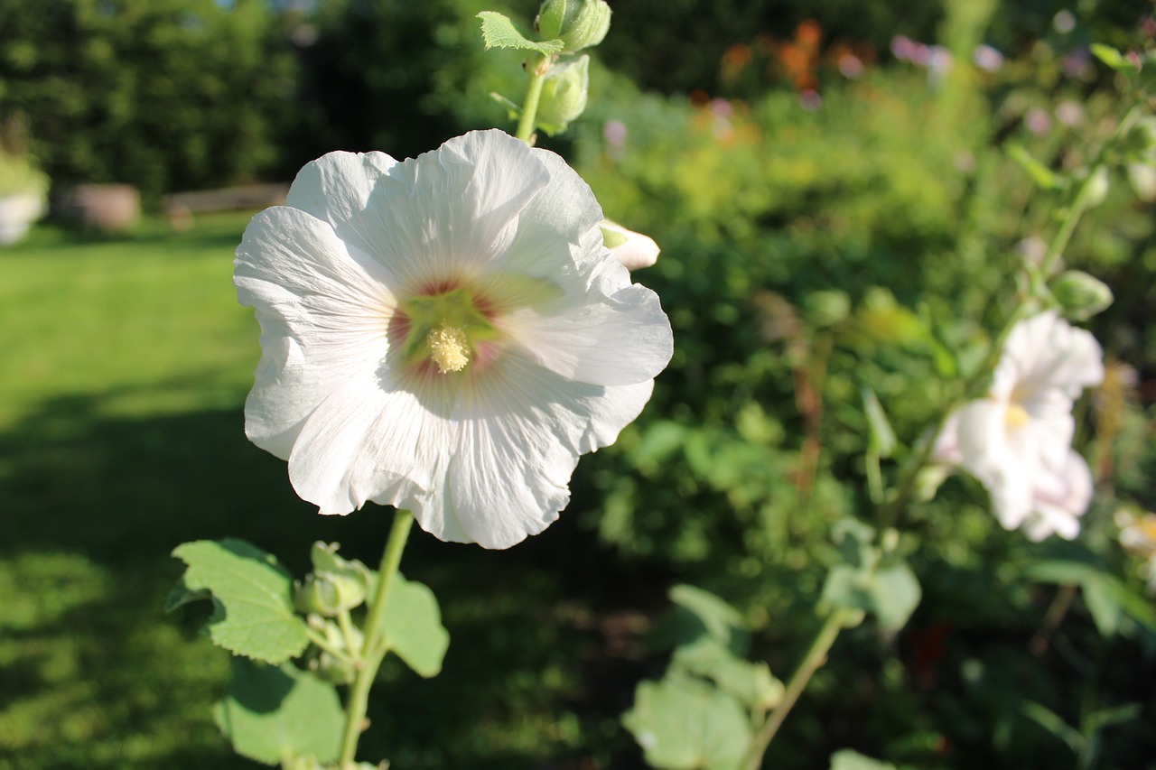 Image - mallow white flower garden summer
