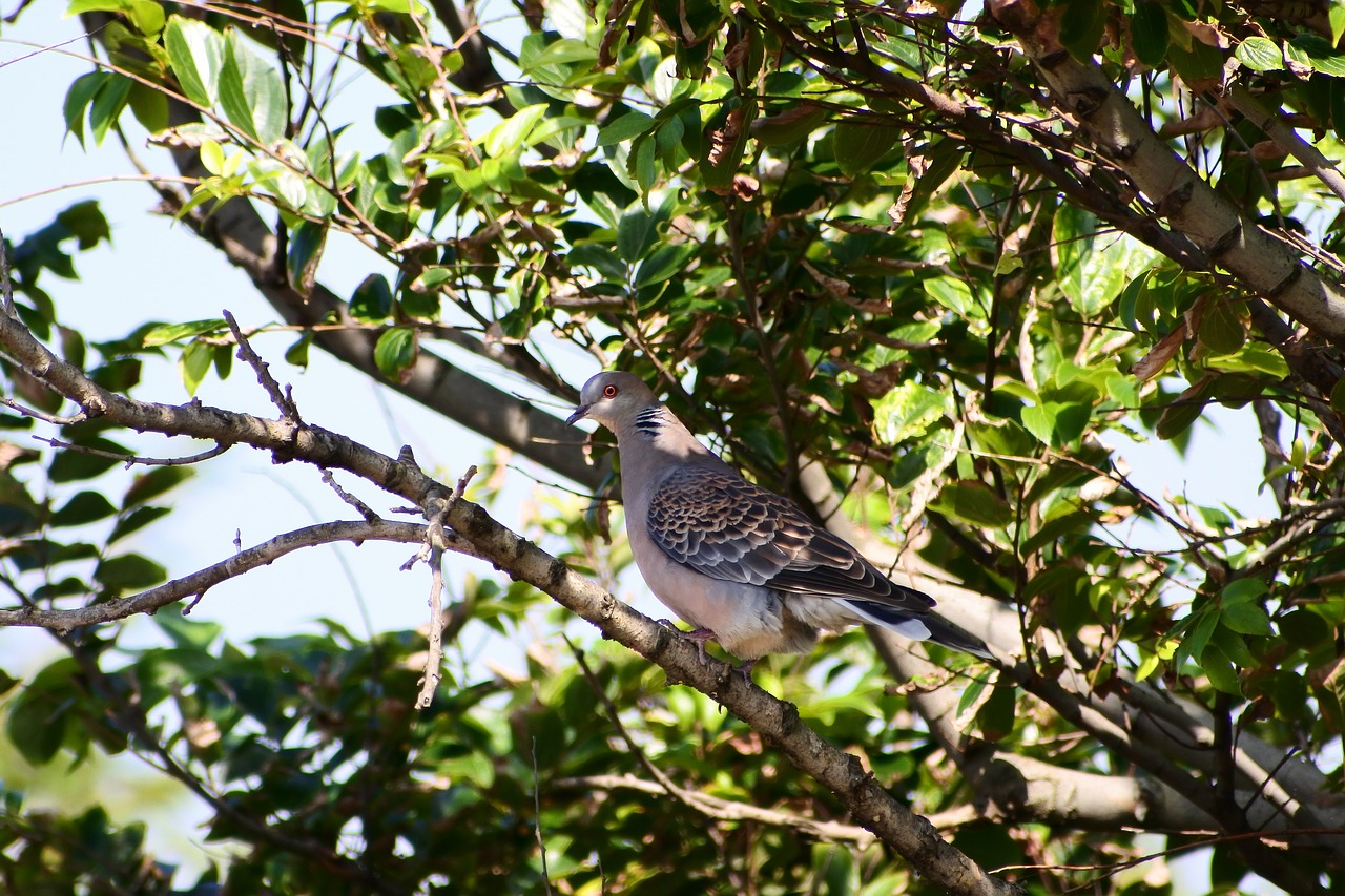 Image - animal wood green shade wild birds