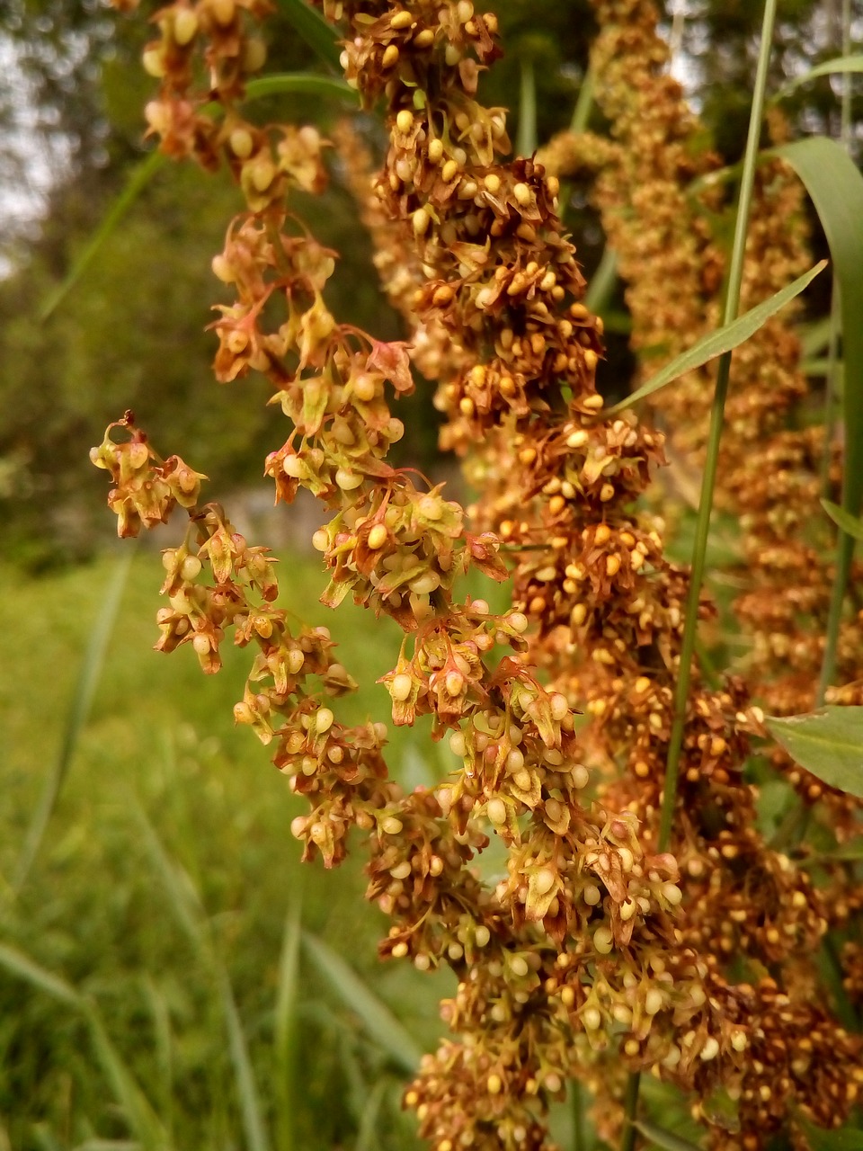 Image - seeds plant wild plant shades