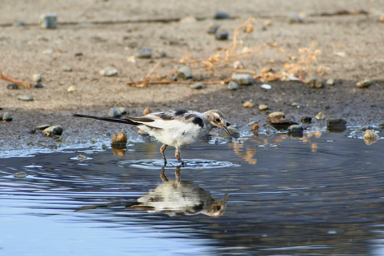 Image - animal pond pebbles water mirror