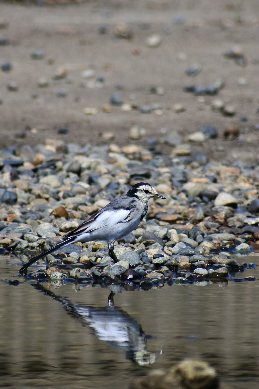 Image - animal pond pebbles water mirror