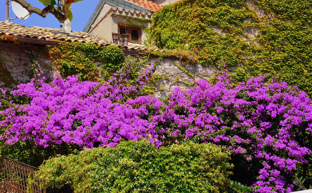 Image - bloom wall flowers ivy