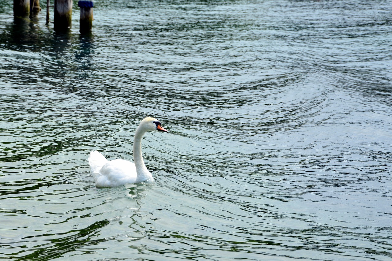 Image - swan water choppy lake animal