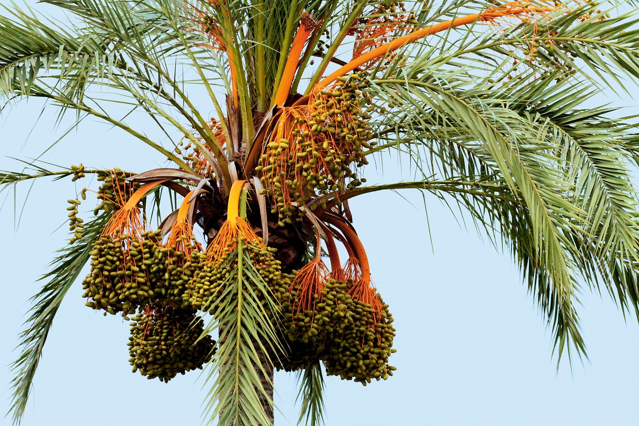 Image - mallorca spain palm fruit fronds