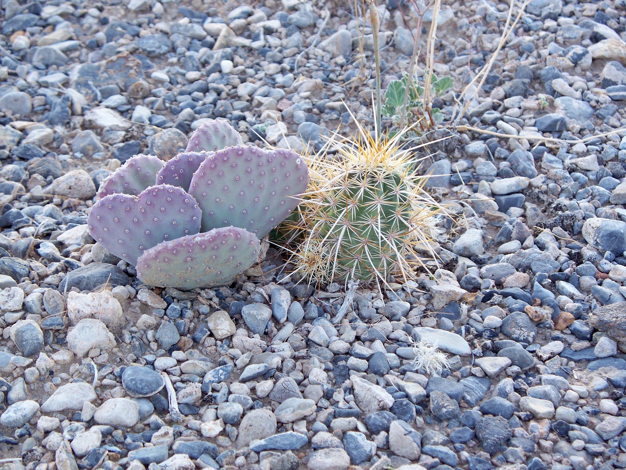 Image - desert nevada cactus