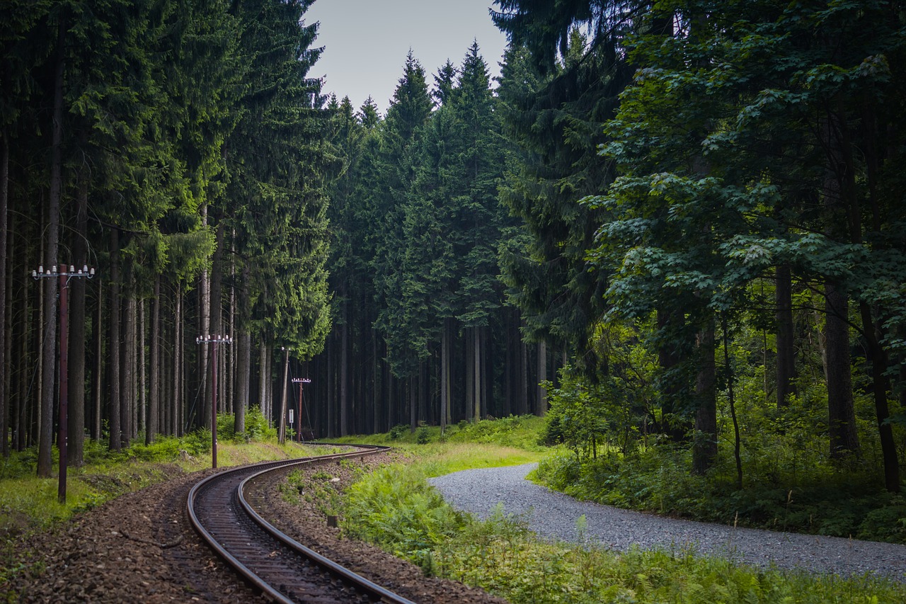 Image - track forest germany path