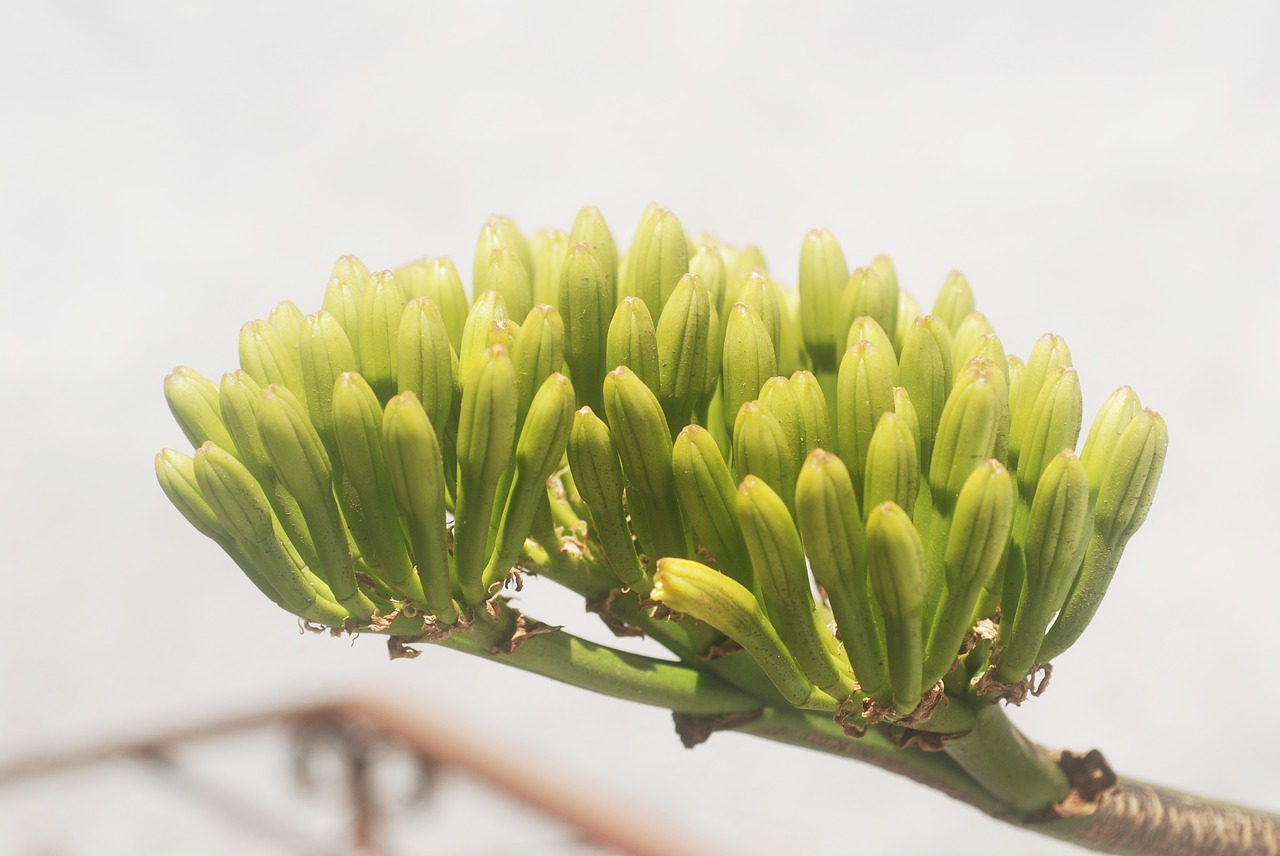 Image - flora plant the iron