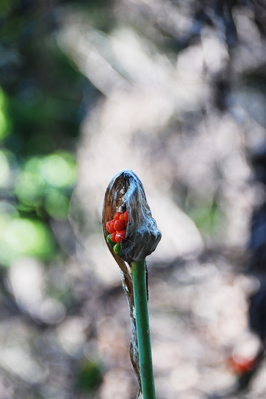 Image - flora plant the iron