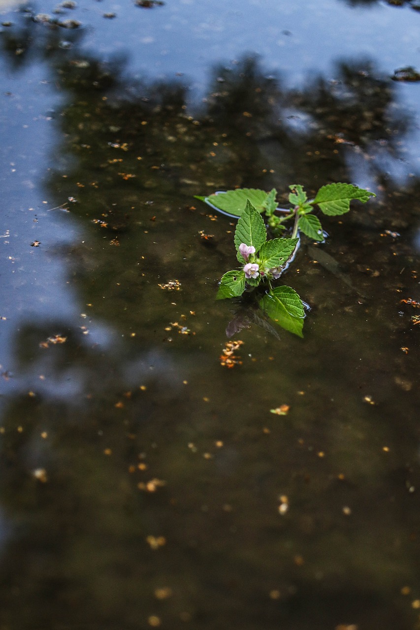 Image - flower wild flower puddle water