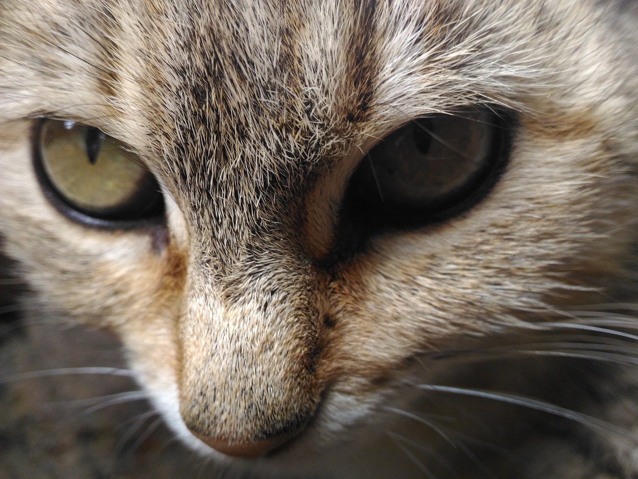 Image - my cutie cat