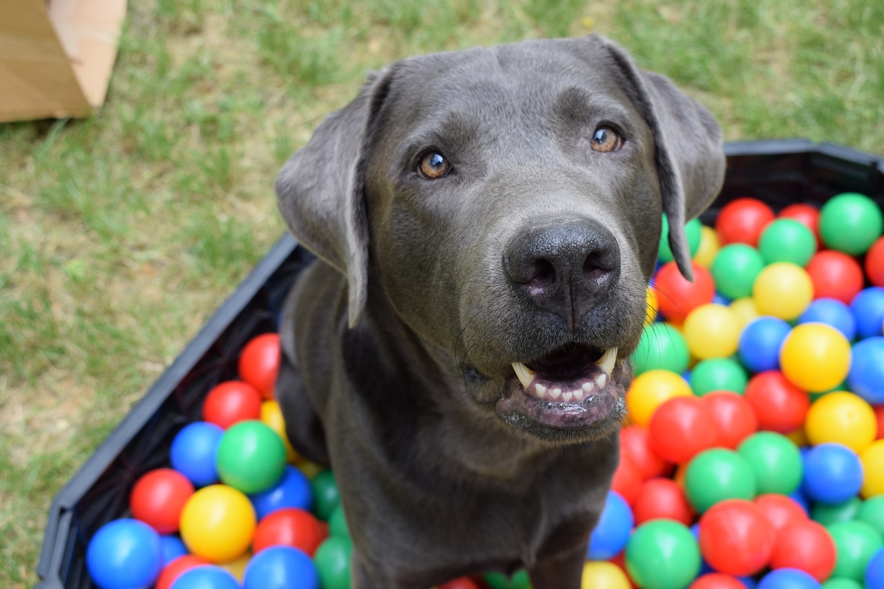 Image - dog ball ball pit
