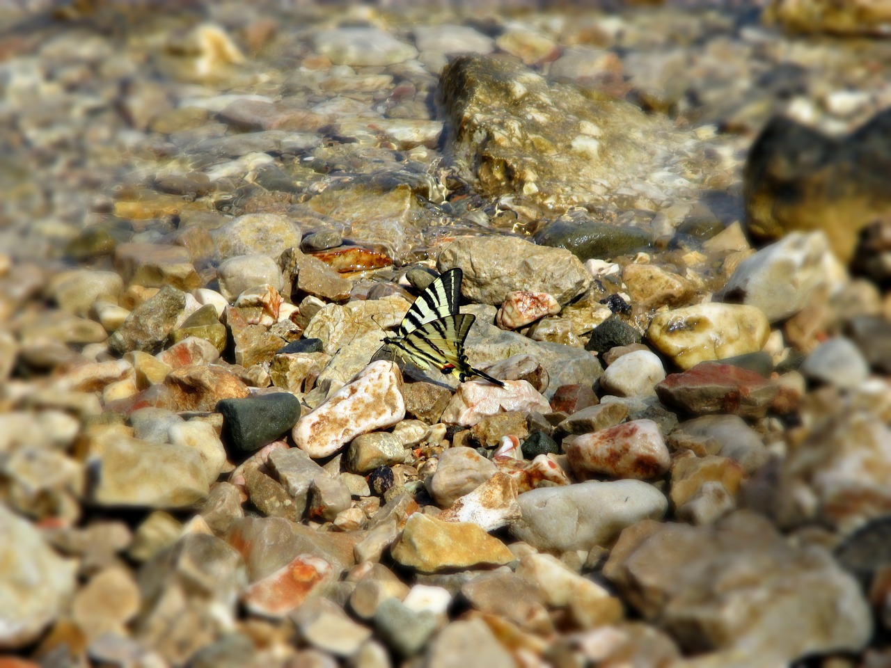 Image - stone butterfly insect nature