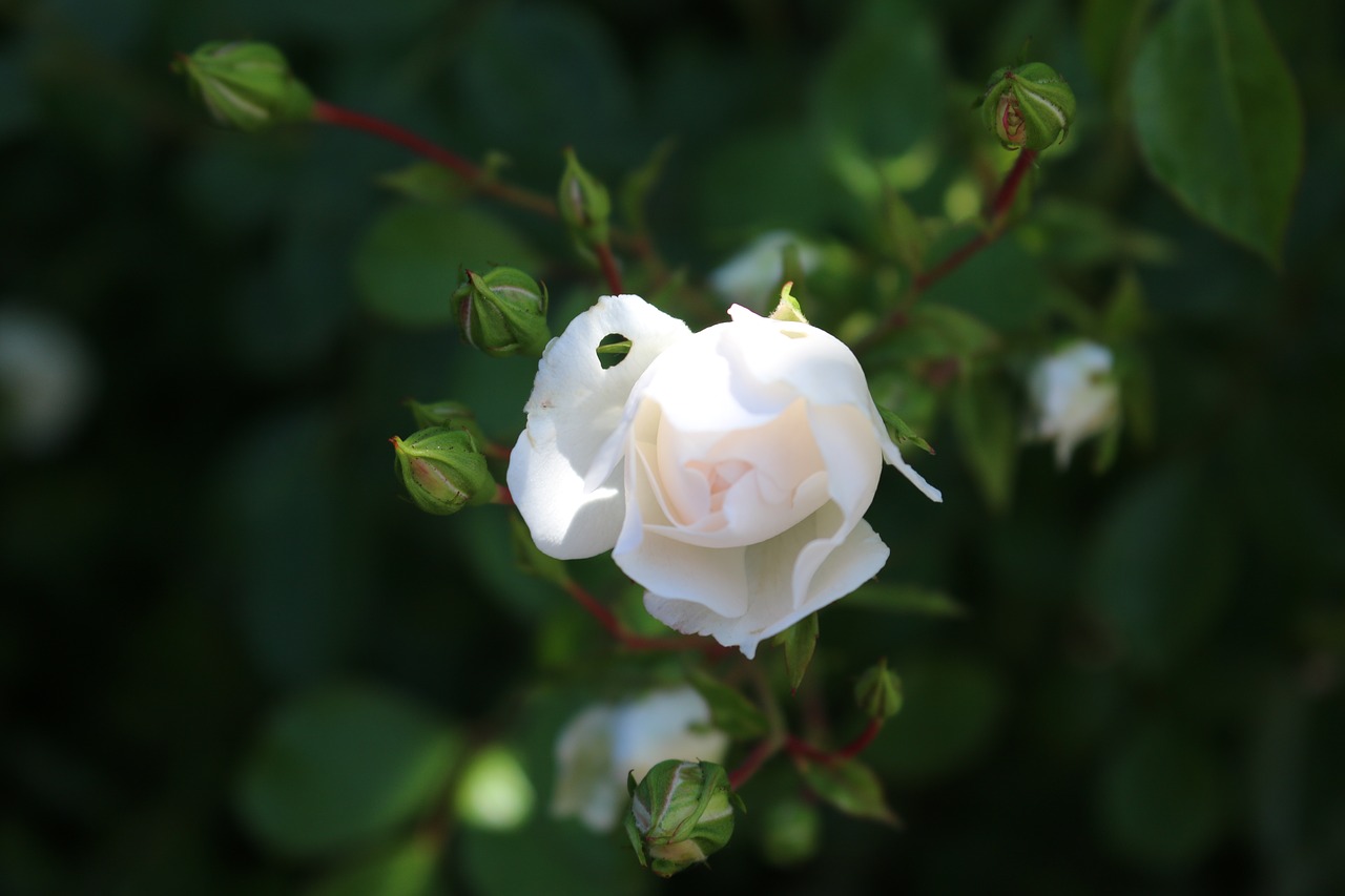 Image - rose white blossom bloom