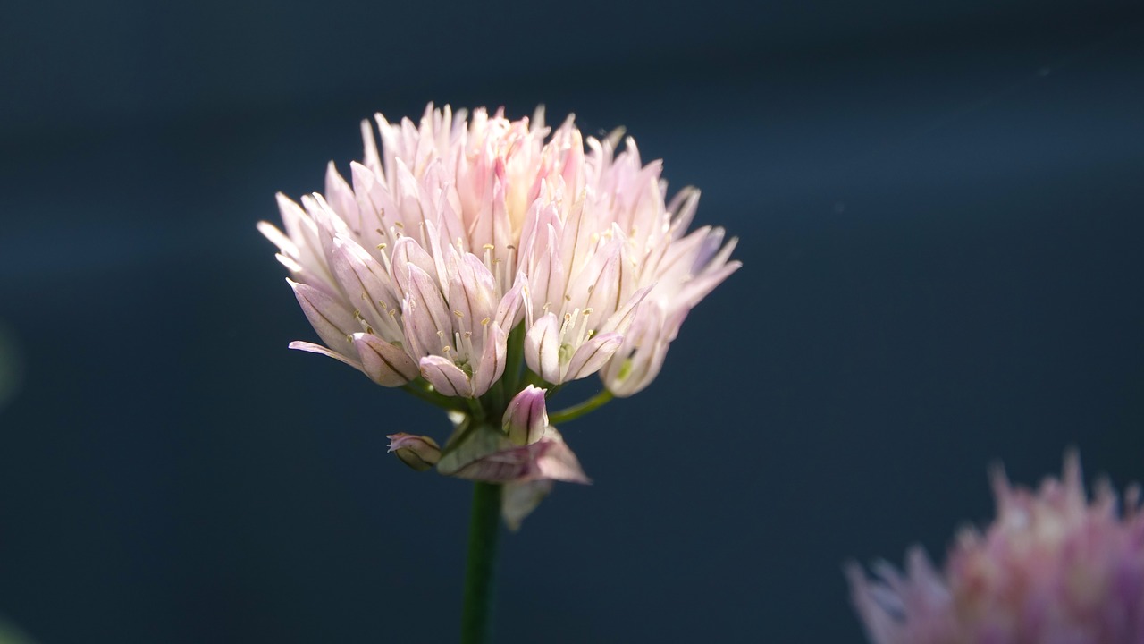 Image - flower wild flower background