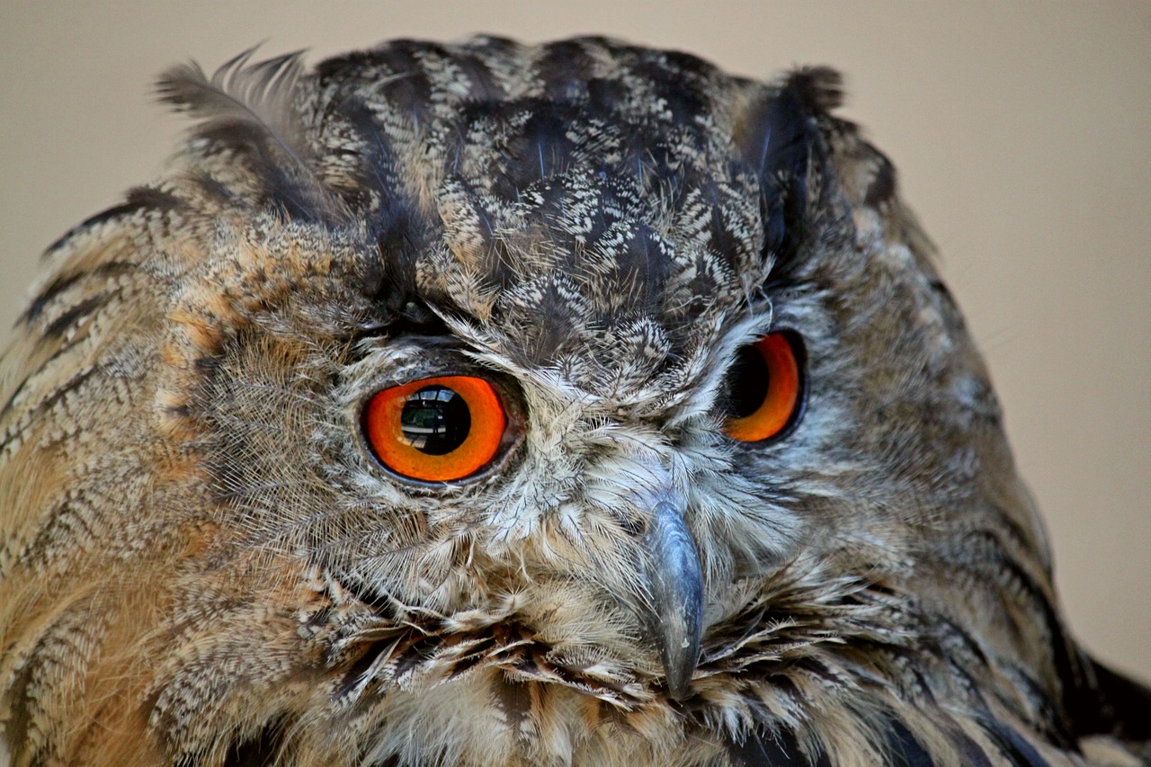 Image - owl eagle owl bird animal