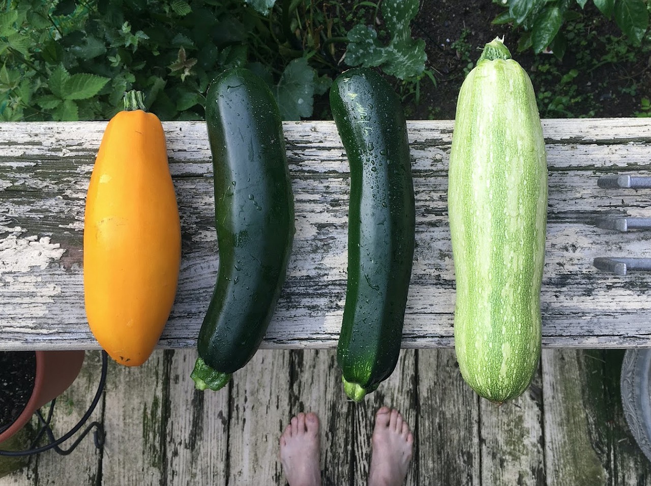 Image - zucchini harvest garden vegetable