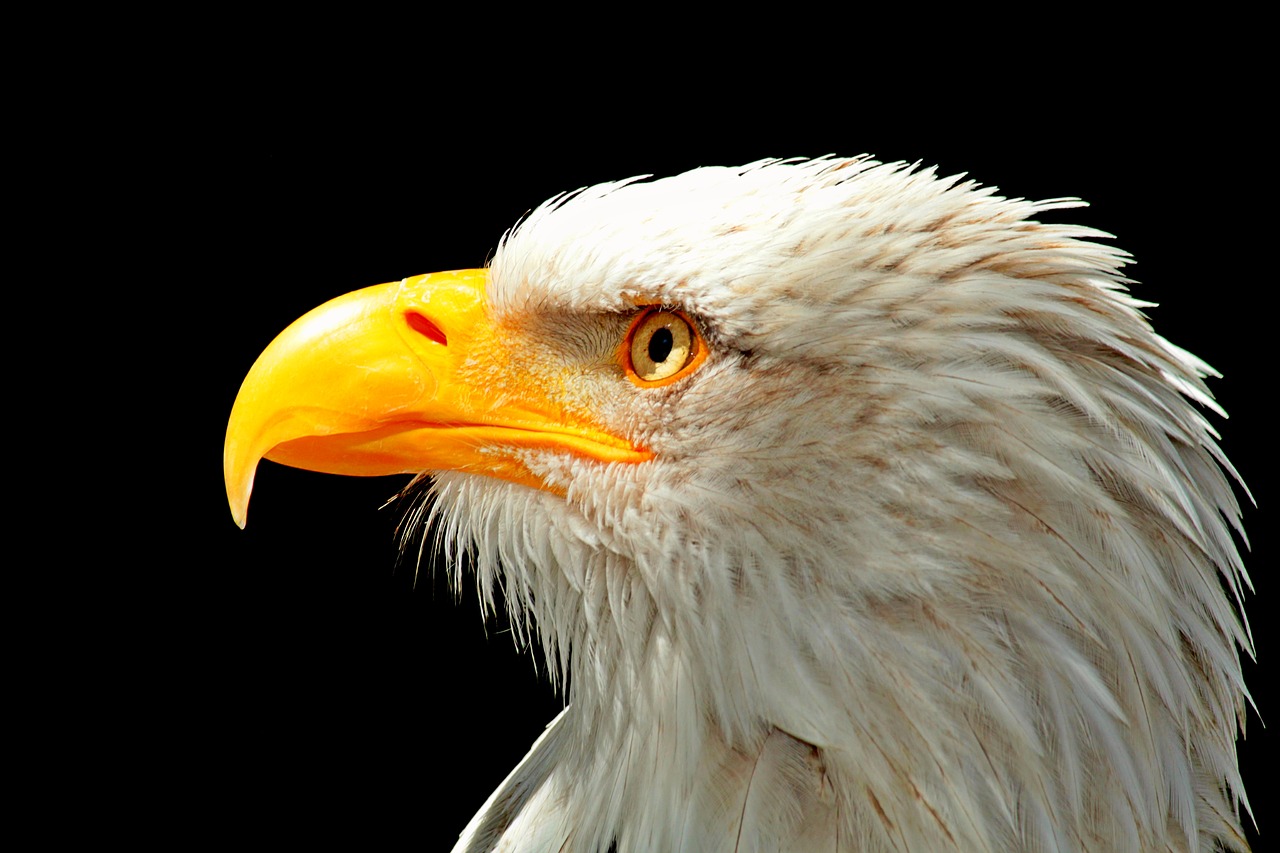 Image - adler bald eagle raptor bird