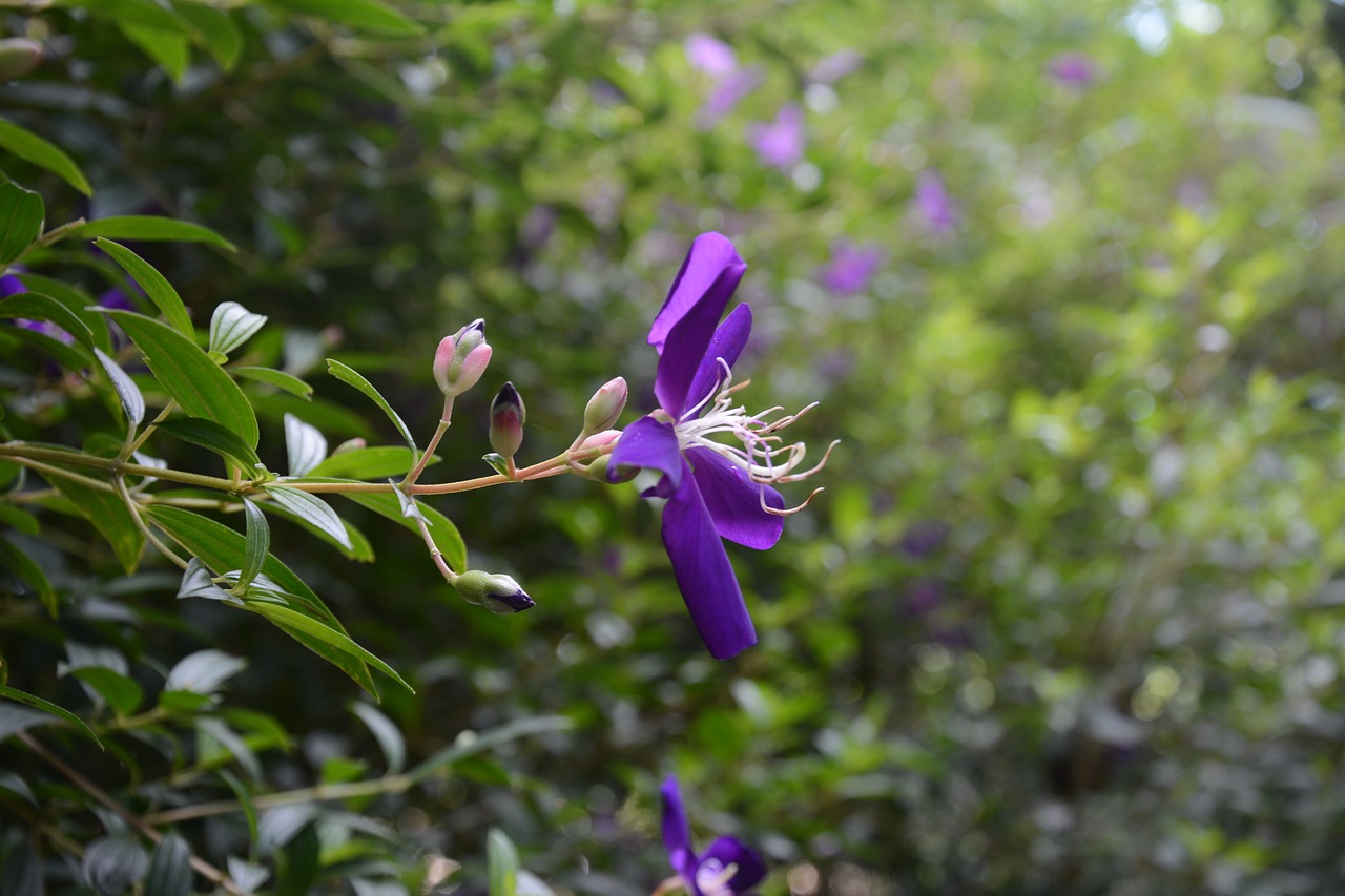 Image - flower light bokeh summer blossom