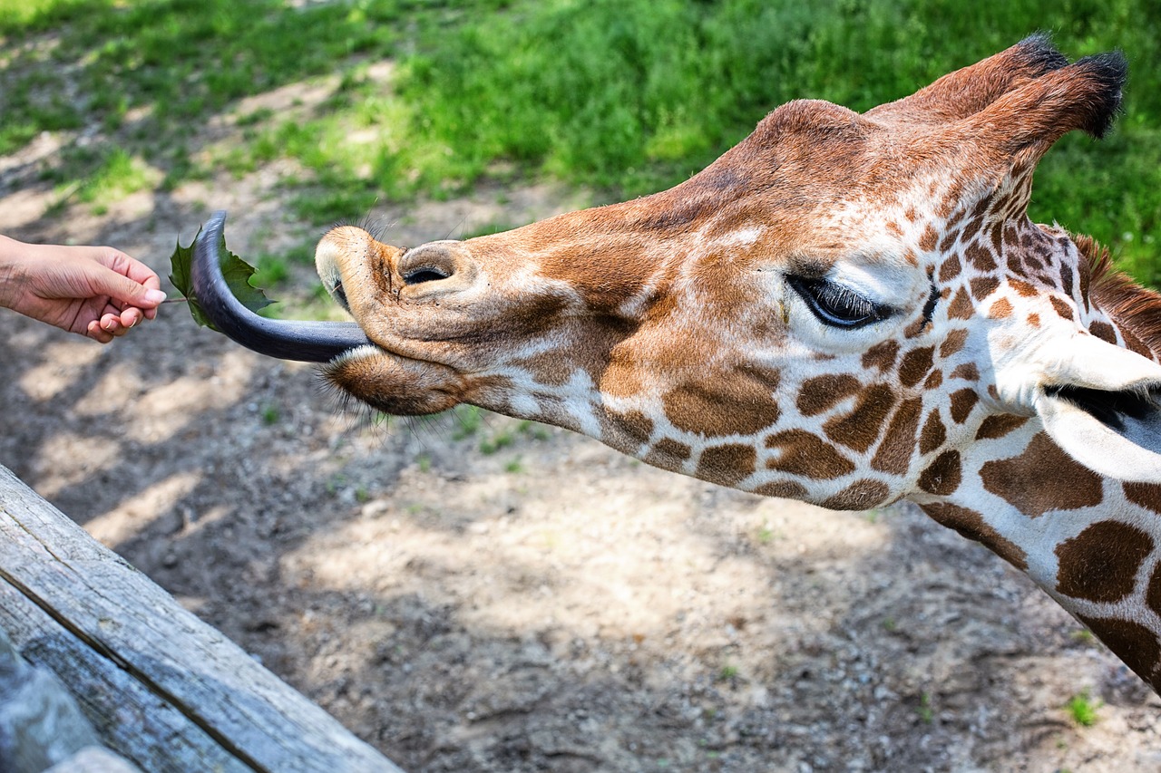 Image - giraffe eating feeding zoo