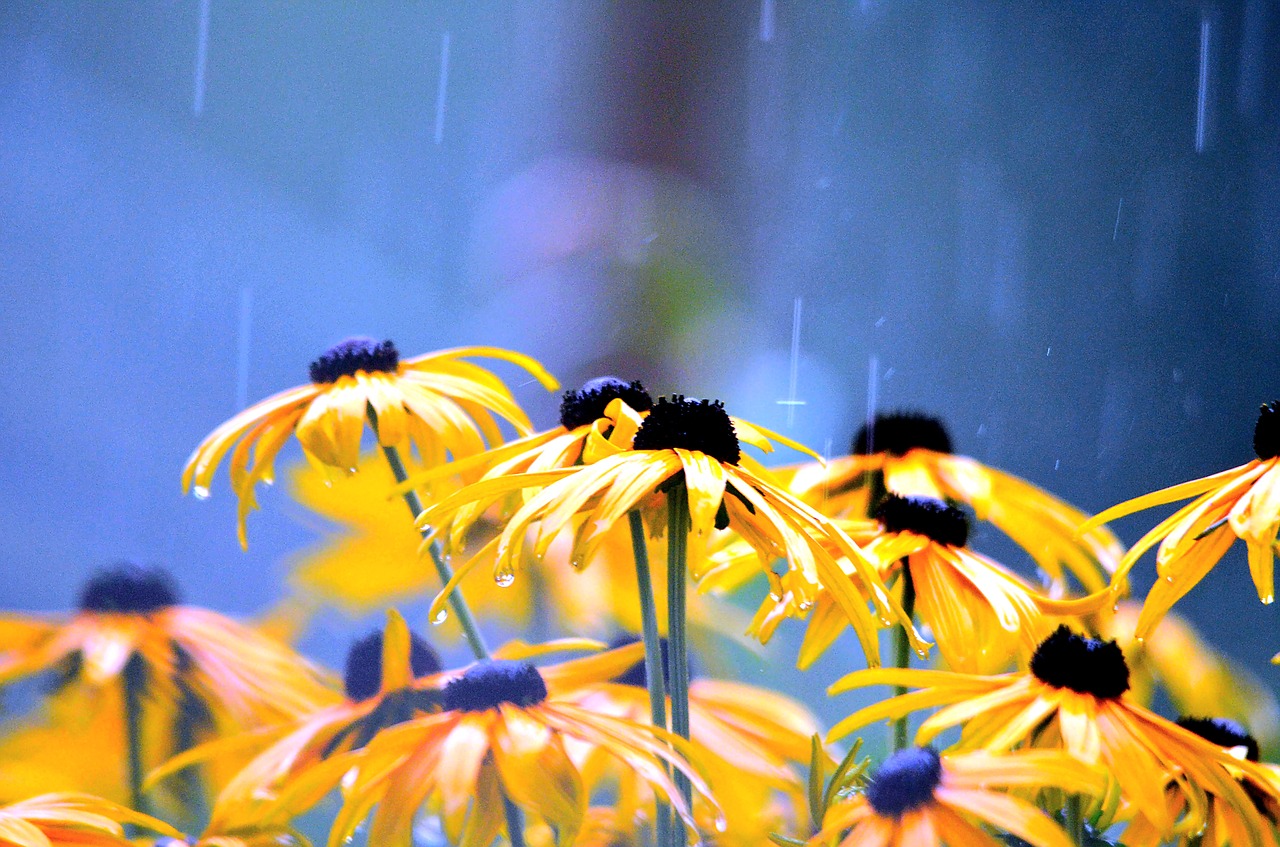 Image - flowers rainy weather flower wet