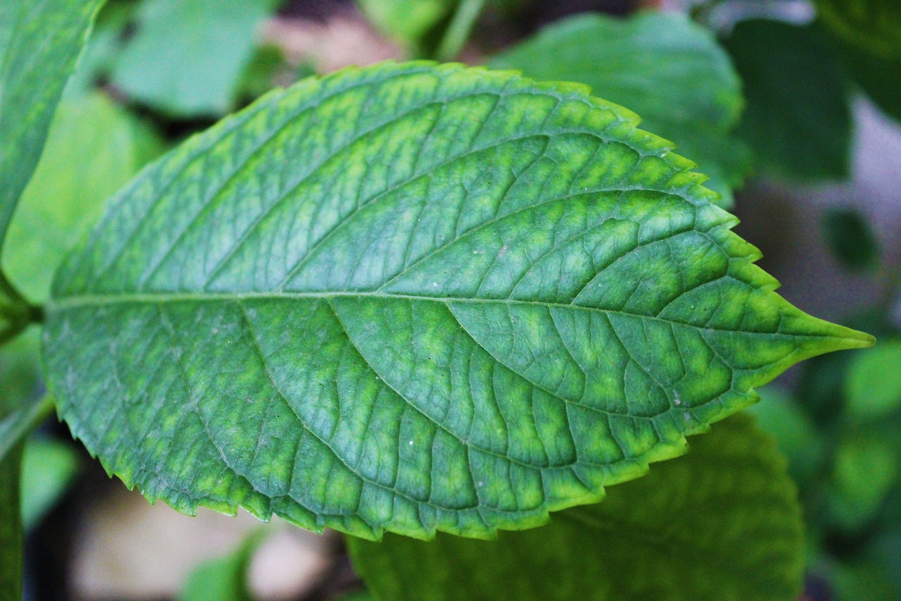 Image - green leaves istanbul