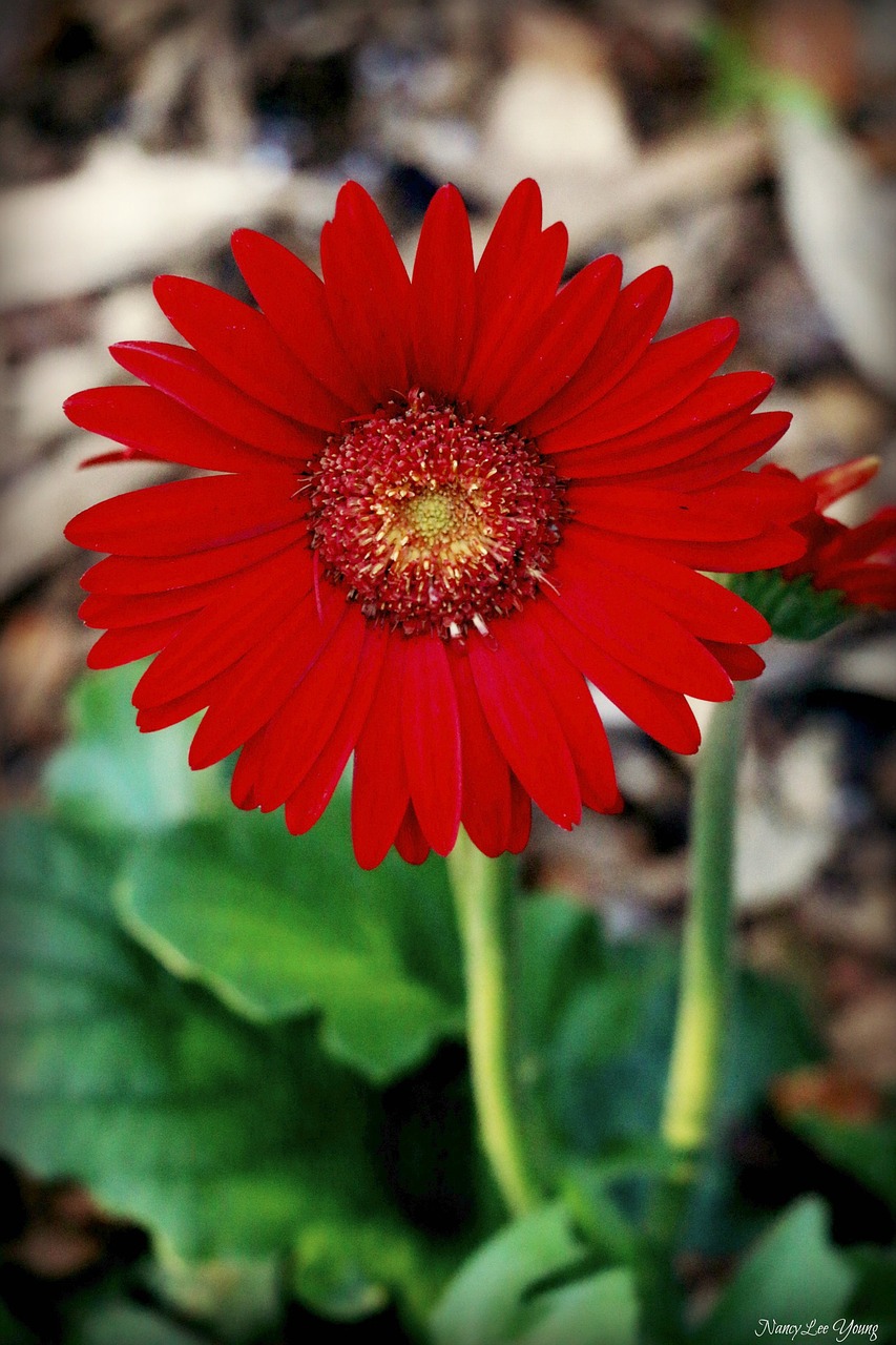 Image - daisy flower red gerbera floral