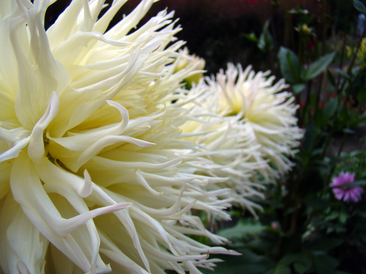 Image - flower white world exotic flower