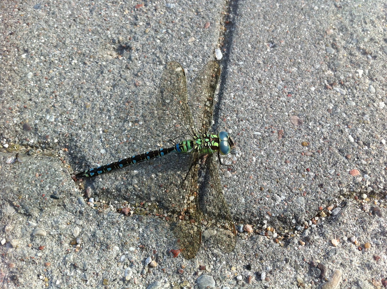 Image - dragonfly insect micro photo hunt