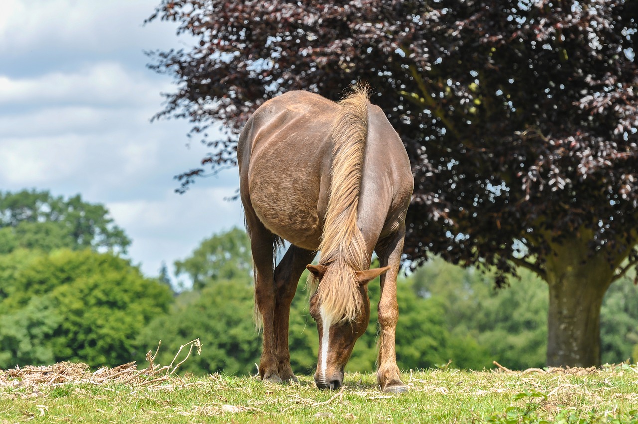 Image - new forest pony horse wild forest