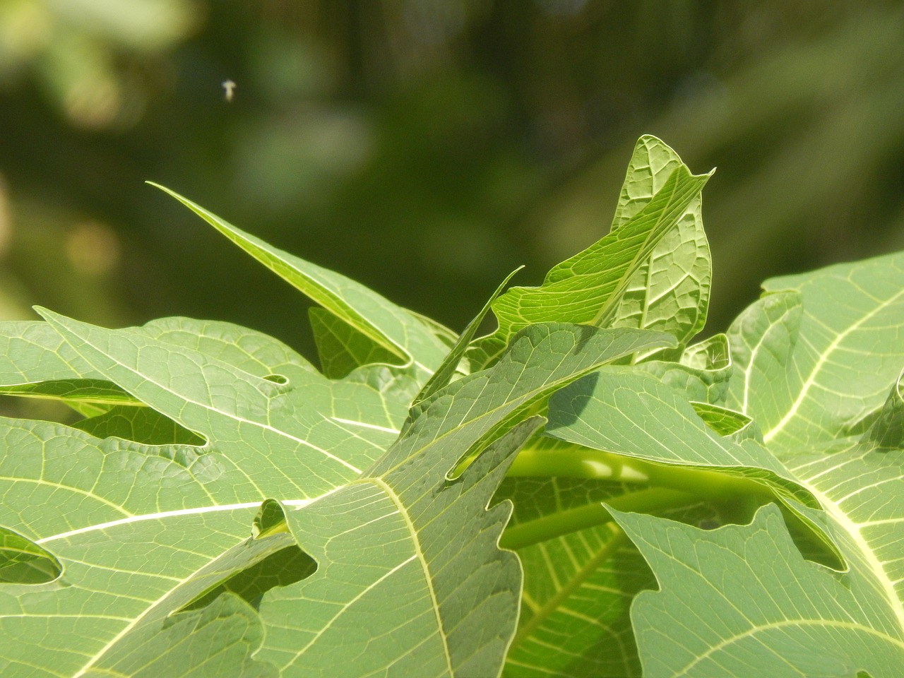 Image - leaves green large ribbing