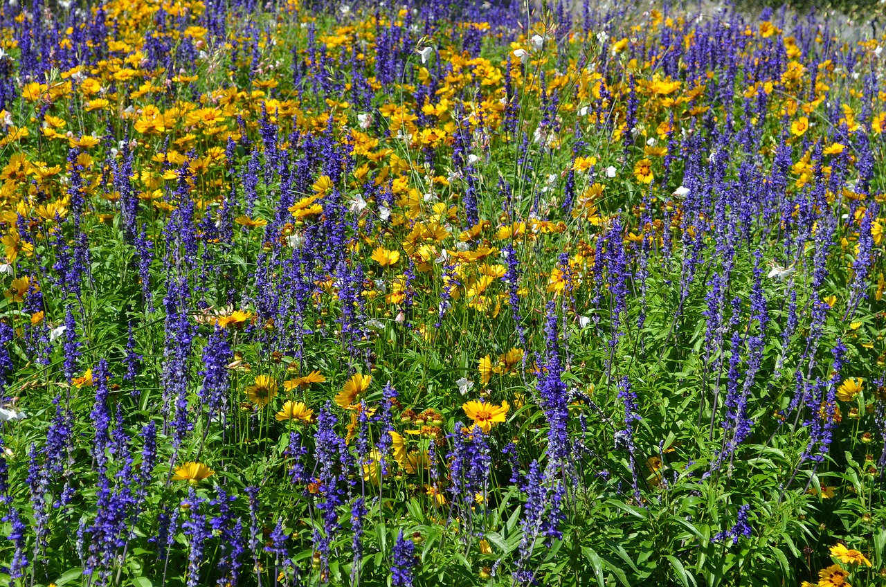 Image - bloemen bloemenveld zomer veld