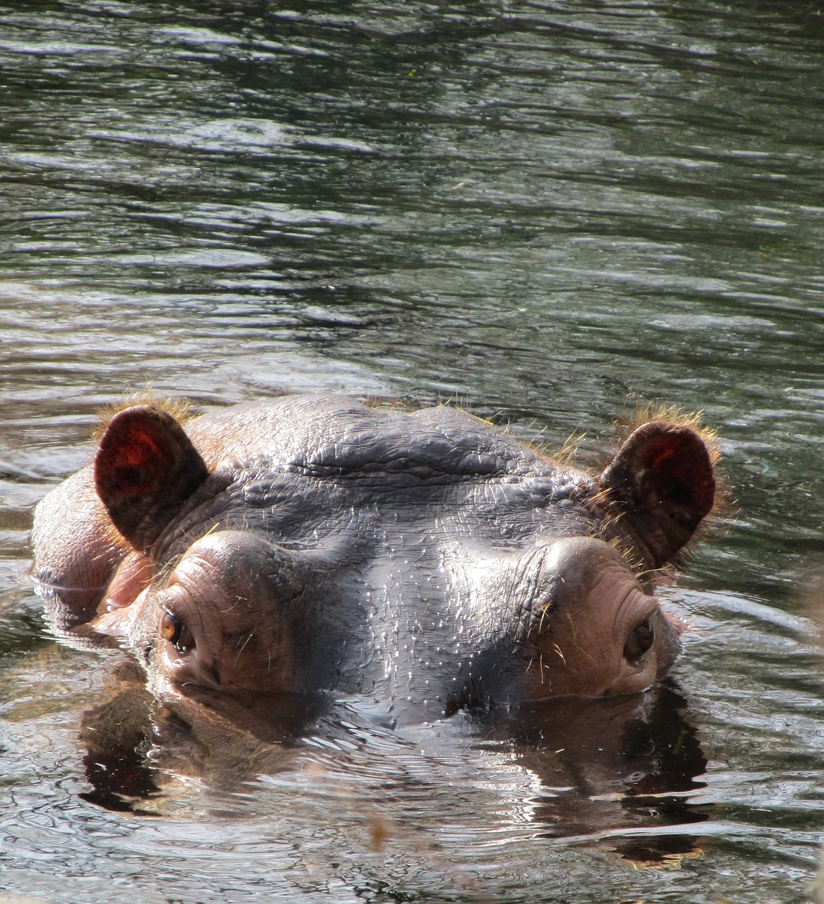 Image - hippo hippopotamus wildlife nature