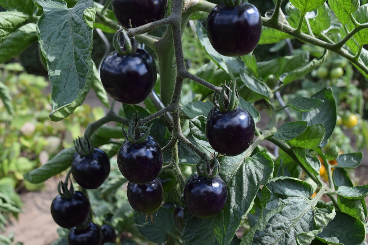 Image - garden fruits tomatoes vitamins