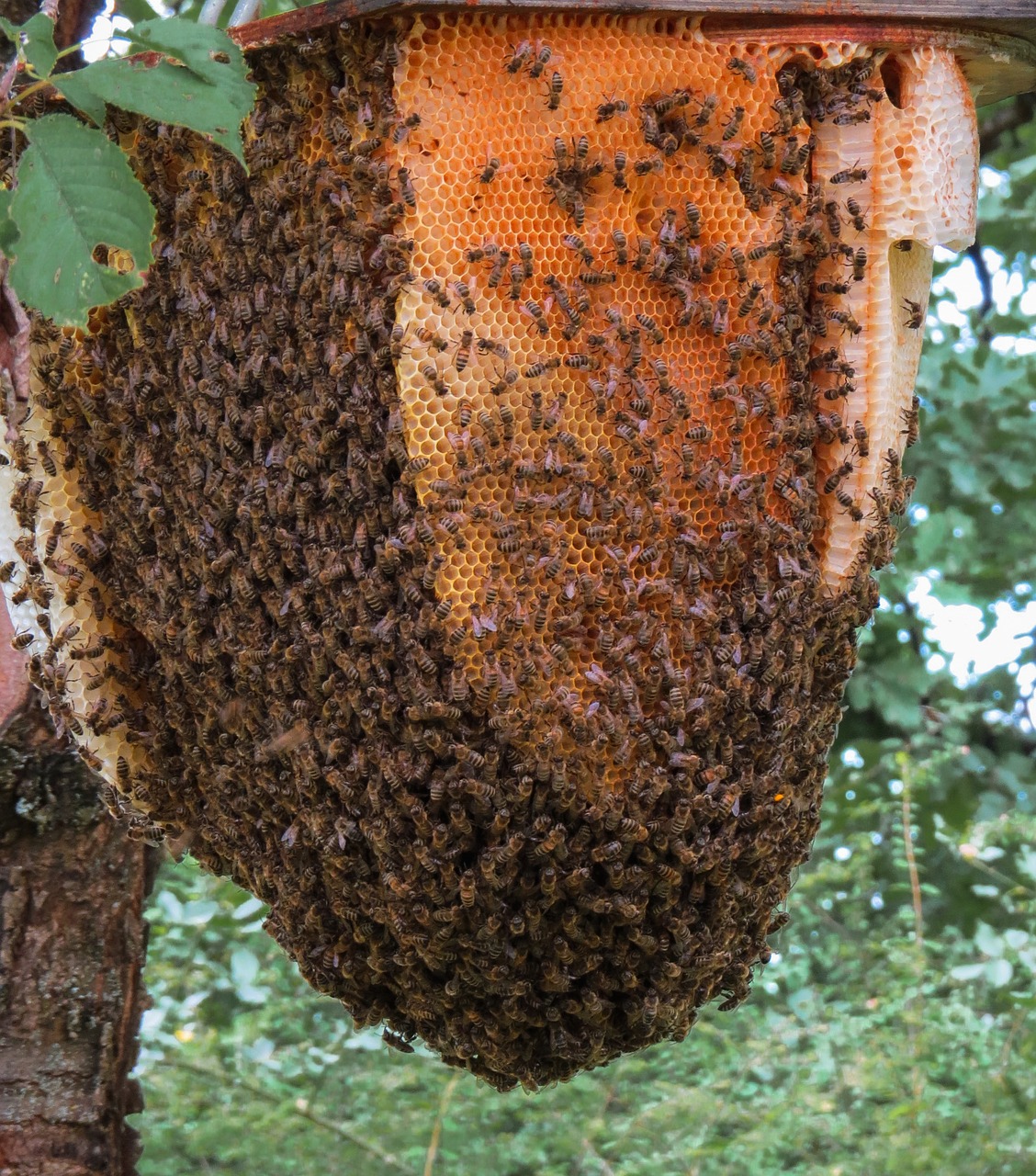 Image - animal insect bee beehive honey