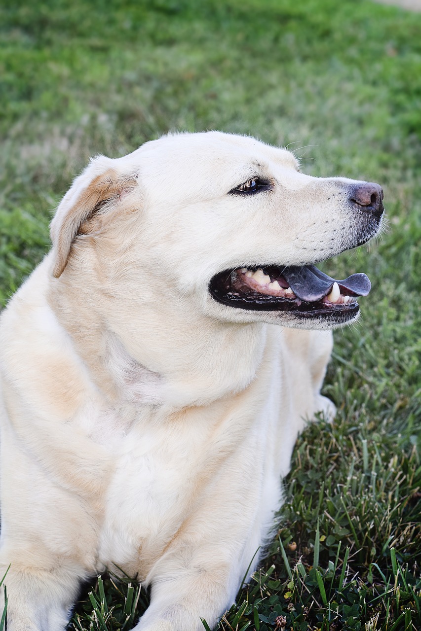 Image - dog labrador chow pet retriever