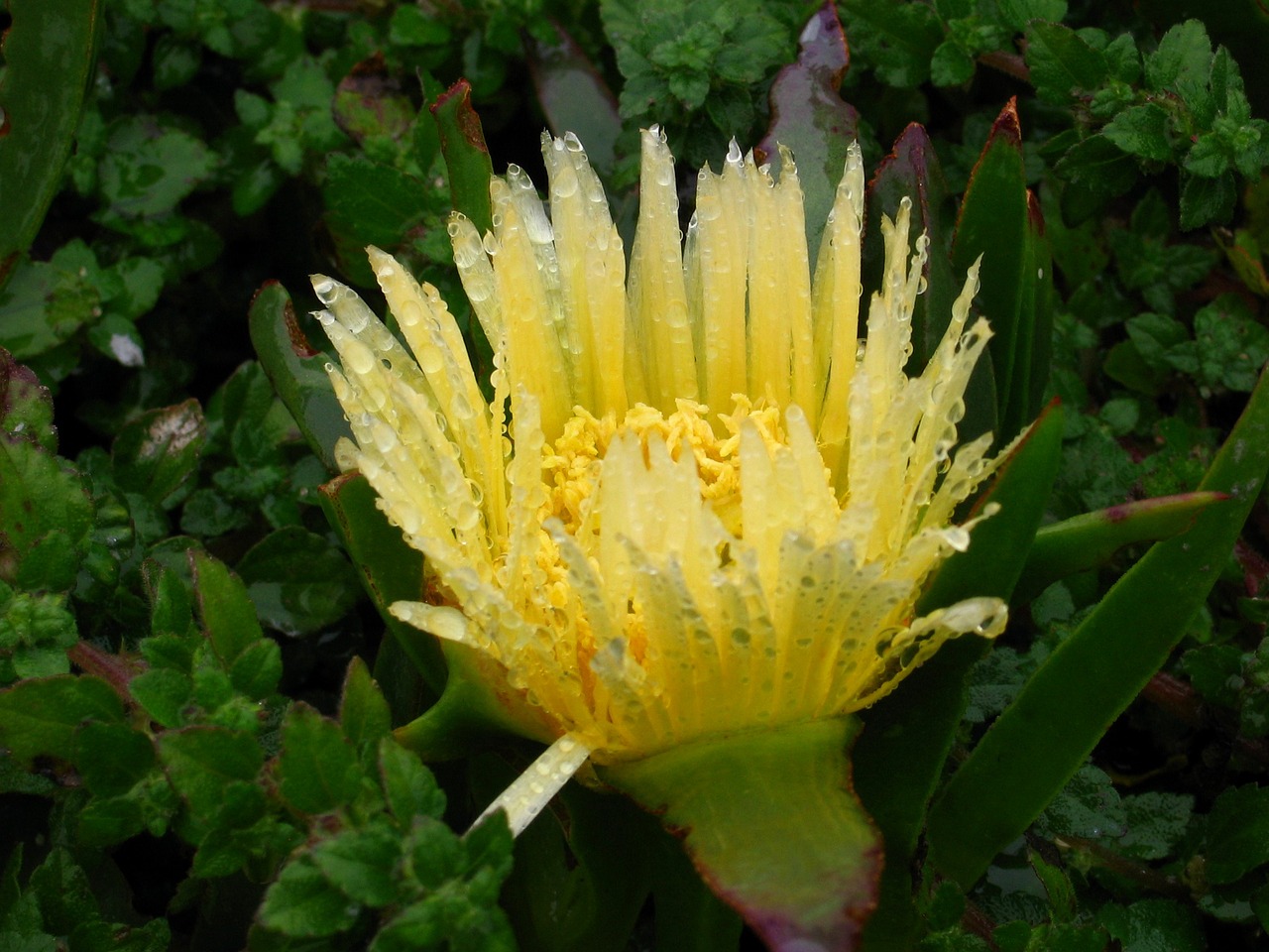 Image - protea suikerbos bloem geel tuin